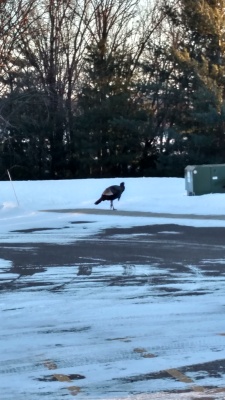 Lone turkey in parking lot